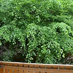 索非亚公寓酒店