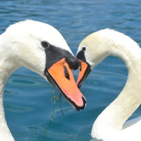 아파트 Sofija 블레드