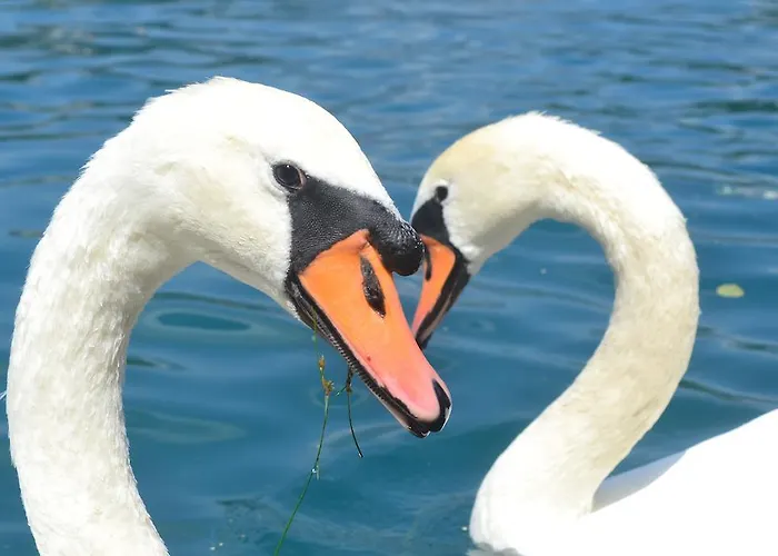 Lejlighed Sofija Bled